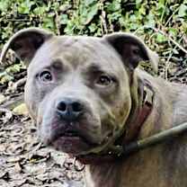 Thumbnail photo of Beetlejuice #2