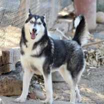 Thumbnail photo of Sweeny #1