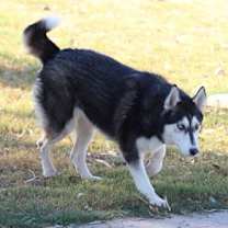 Thumbnail photo of Sweeny #2