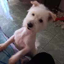 Thumbnail photo of Georgie #1