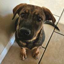 Thumbnail photo of Shiloh #1