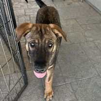 Thumbnail photo of Shiloh #2