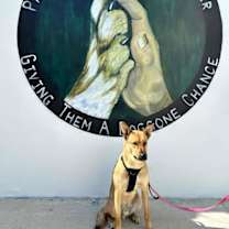 Thumbnail photo of Lobo Xman #4