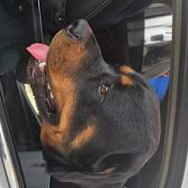 Thumbnail photo of Ray #3