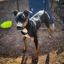 Thumbnail photo of Ace #2