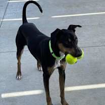 Thumbnail photo of Ace #4
