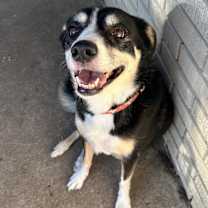 Thumbnail photo of Izzy #4