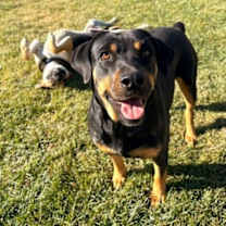 Thumbnail photo of Sadie #4
