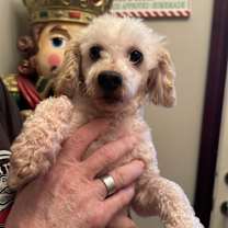 Thumbnail photo of Curly #1
