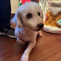 Thumbnail photo of Curly #2