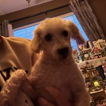 Thumbnail photo of Curly #3