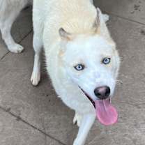 Thumbnail photo of Cream #4