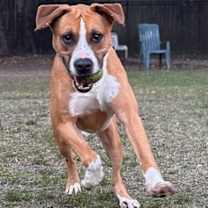 Thumbnail photo of Rusty #2