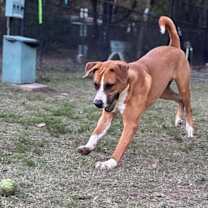 Thumbnail photo of Rusty #3