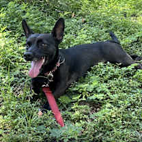 Thumbnail photo of Nova #2