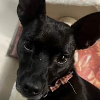 Thumbnail photo of Nova #3