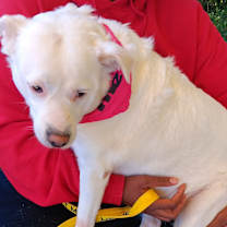 Thumbnail photo of Diamond #2