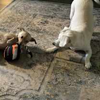 Thumbnail photo of Pumpkin Pie #3