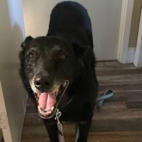 Thumbnail photo of BLACKIE-URGENT-BY CHRISTMAS! #3