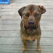 Thumbnail photo of Augustus #1