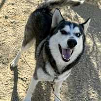 Thumbnail photo of Shadow #1