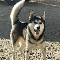 Thumbnail photo of Shadow #2