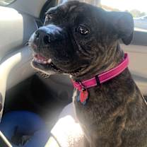 Thumbnail photo of Coco #3