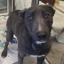 Thumbnail photo of Armor #1