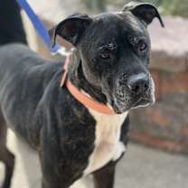 Thumbnail photo of Xylo #1