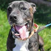 Thumbnail photo of Xylo #2