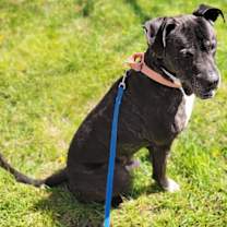 Thumbnail photo of Xylo #3