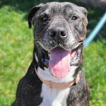 Thumbnail photo of Xylo #4