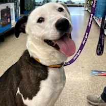 Thumbnail photo of Courtesy Post 'Sweet Nala' #1