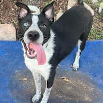 adopt-pet