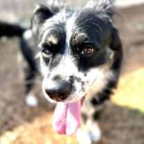 Thumbnail photo of Arlo #2