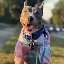 Thumbnail photo of Nova #3