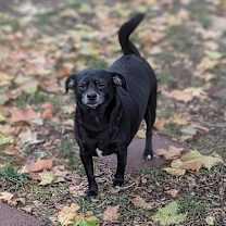 Thumbnail photo of Otto #1