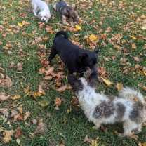 Thumbnail photo of Otto #2