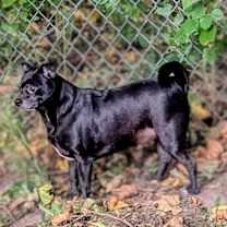 Thumbnail photo of Otto #4