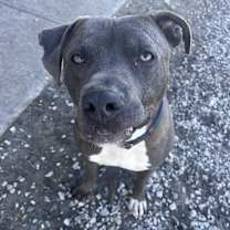 Thumbnail photo of Applejack #3