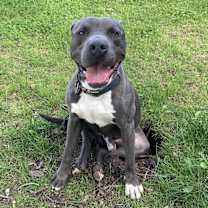 Thumbnail photo of Applejack #4