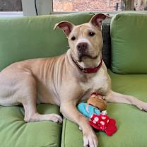 Thumbnail photo of Junebug #1