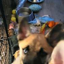 Thumbnail photo of Harrah #4