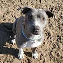 Thumbnail photo of Lacy #1