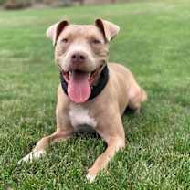 Thumbnail photo of Riley AKA Harry #1