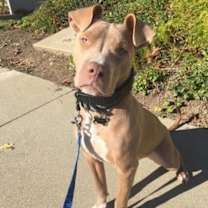 Thumbnail photo of Riley AKA Harry #2