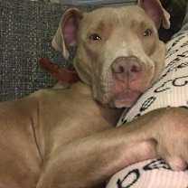 Thumbnail photo of Riley AKA Harry #3