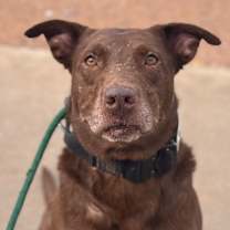 adopt-pet