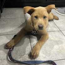 Thumbnail photo of Roasted chestnuts #1