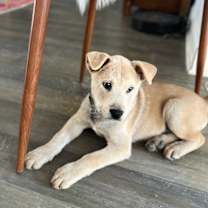 Thumbnail photo of Roasted chestnuts #2